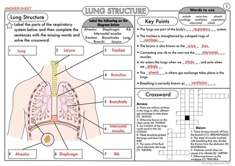 Gcse Biology Lung Structure Worksheet Pack Updated Teaching Resources