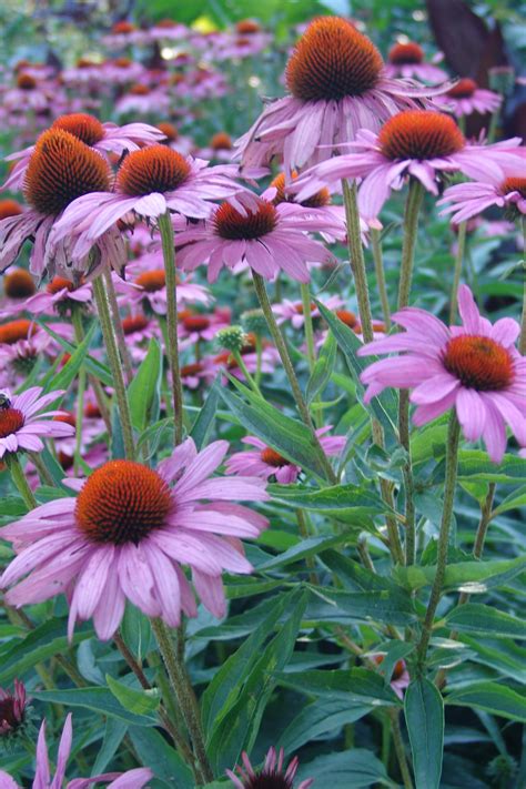 Scott Arboretum Echinacea Purpurea Rubinstern