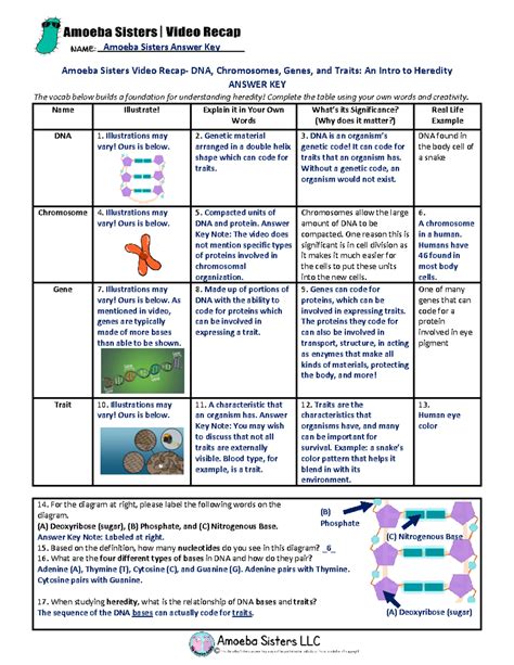 Dna Ws1 Key Amoeba Sisters Video Recap Dna Chromosomes Genes And Traits An Intro To