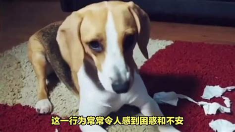 狗为什么会吃屎？“狗改不了吃屎”是真的吗？有什么方法能改正？ 萌宠视频 搜狐视频