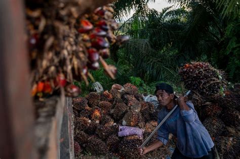 Penjualan Lemah Laba Q3 Emiten CPO Haji Isam Anjlok 82 9