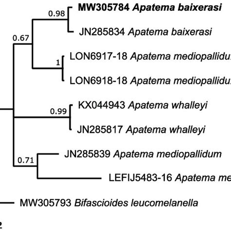 Bayesian Inference Phylogram Showing The Genetic Relationship Between