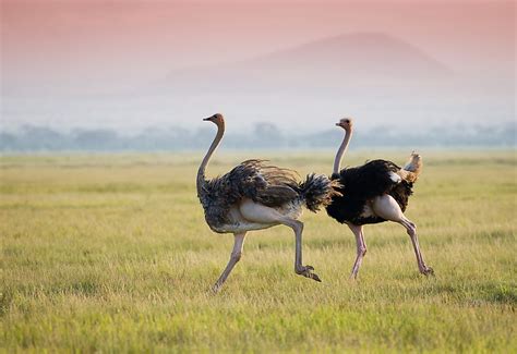 The Worlds Largest Birds Worldatlas