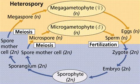 Lon Capa Biological Diversity 5