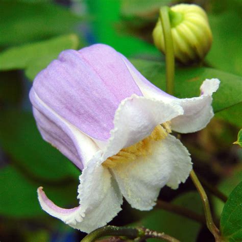 Clématite Mienie Belle Zomibel Clematis Texensis à Tulipes Rose Pâle