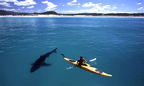 Kayak Versus Great White Shark Surf Sports Forum