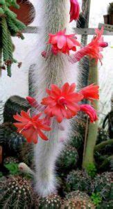 Monkey Tail Cactus: Care and Propagation - Succulent Path