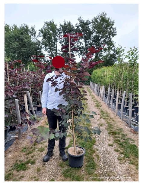 Cercis Canadensis Red Force® Gainier Du Canada