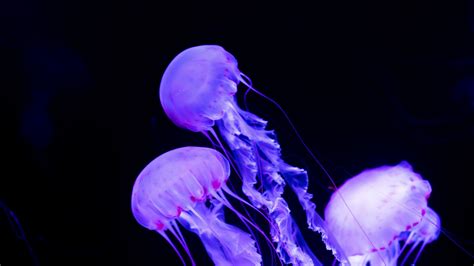 Live Jellyfish Wallpapers - 4k, HD Live Jellyfish Backgrounds on ...