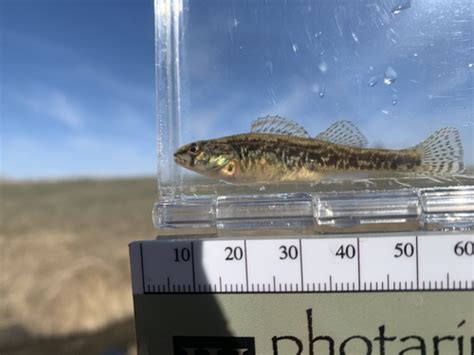 Dard Ventre Jaune Poissons D Eau Douce Du Qu Bec Inaturalist