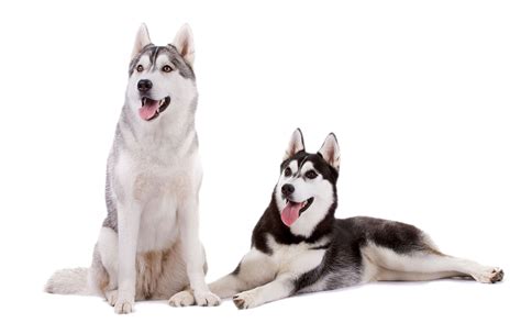 Siberian Husky Png Transparent Siberian Huskypng Images Pluspng