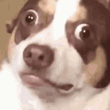 Shocked Dog GIFs | Tenor