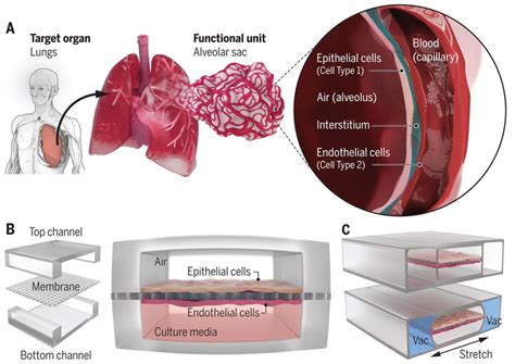 Organoids On A Chip Science