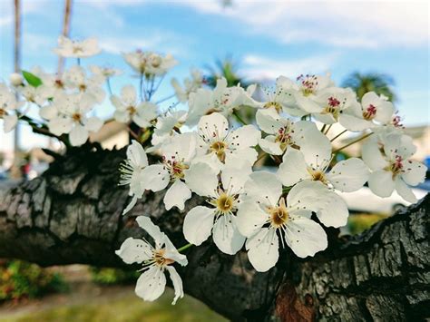 Buah Persik Yang Merekah Bunga Foto Gratis Di Pixabay Pixabay