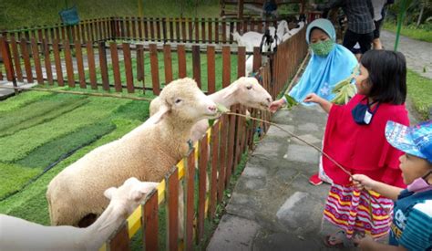 Alamat Fasilitas Dan Harga Tiket Masuk Mini Zoo Jogja Exotarium