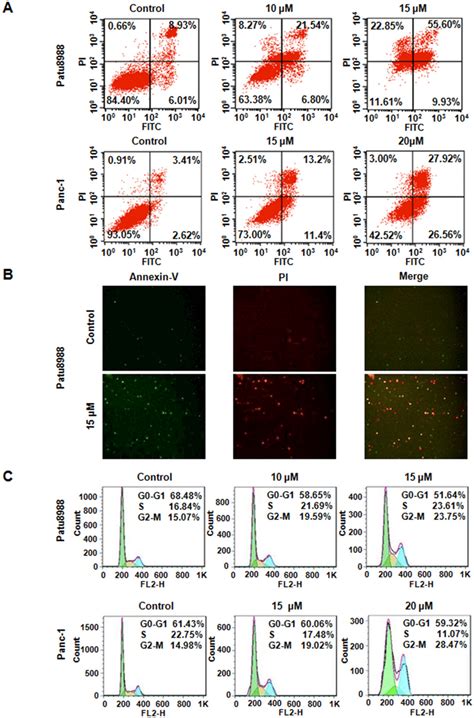 Curcumin Induced Pc Cells Apoptosis And Caused Cell Cycle Arrest A