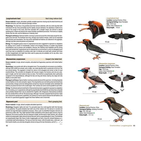 Birds Of The Mesozoic An Illustrated Field Guide L