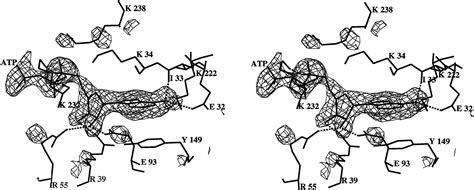 Crystal Structure Of An Atp Dependent Dna Ligase From Bacteriophage T