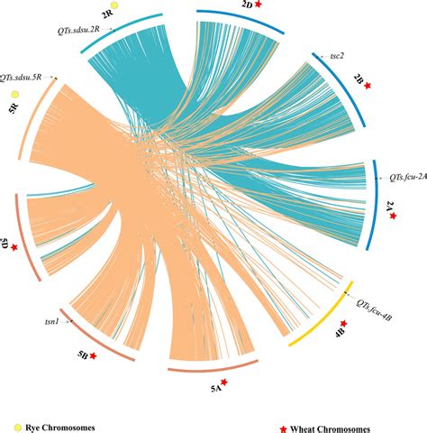 Circular Genome Data Visualization Of Synteny Between Wheat