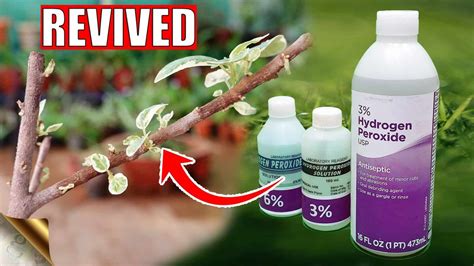 How To Correctly Use Hydrogen Peroxide On Plants Lets