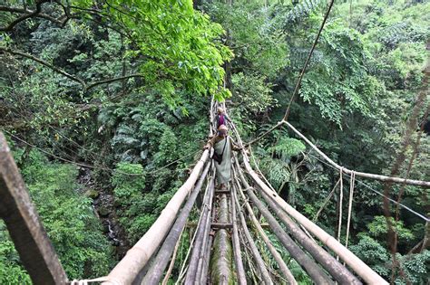 Conserving the living root bridges of Meghalaya | United Nations ...