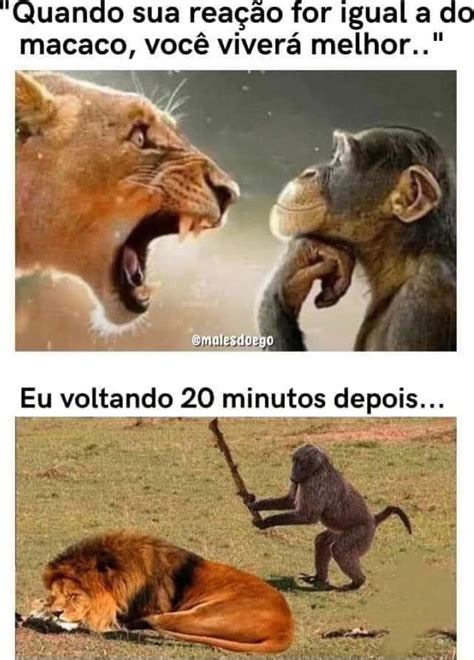 Quando sua reação for igual a do macaco você viverá melhor Eu