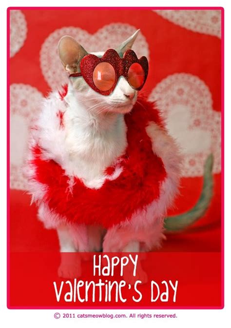 Valentine S Day Cat Lady Edition Valentines Day Cat Happy Valentine Kitten Images