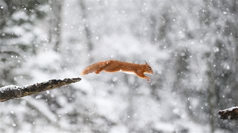 Bing Image Eurasian Red Squirrel Bing Wallpaper Gallery