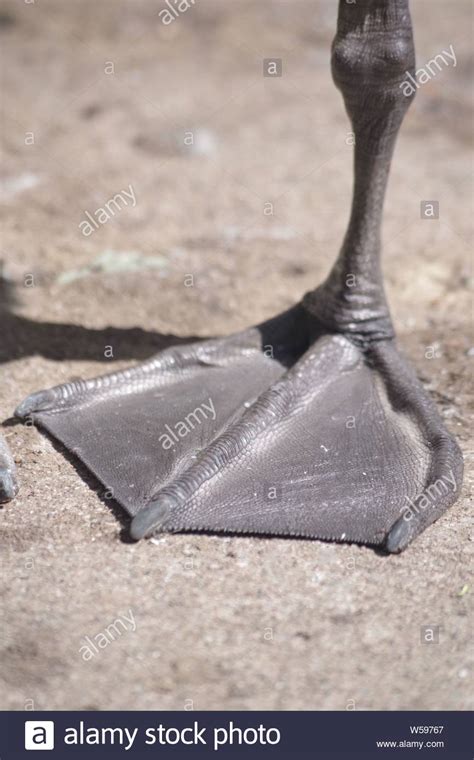 Webbed Bird Feet High Resolution Stock Photography And Images Alamy