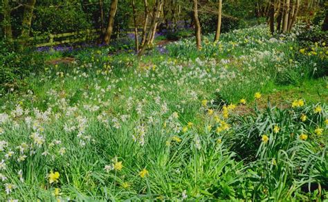 Daffodil Field Stock Photo Image Of Summer Bunch Field 12159556