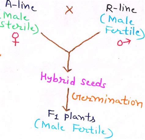 Advances In Hybrid Seed Production In Sorghum Crop