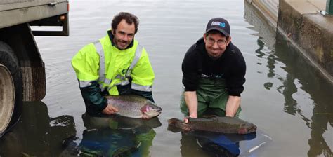 Metro Stonker Trout Stocking Melbourne 2023 Fishing Mad