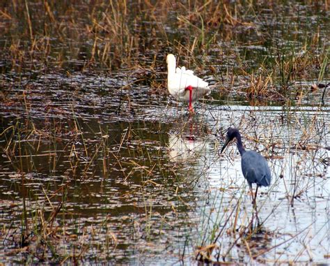 Birds of the Everglades : Southern Florida | Visions of Travel