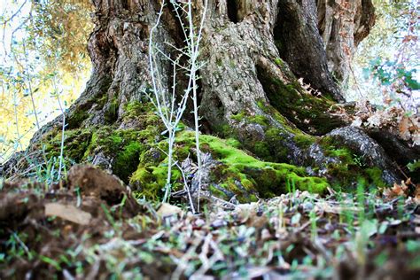 Images Gratuites Arbre La Nature Roche R Gion Sauvage Branche