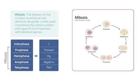 nuclear division mitosis studyclix