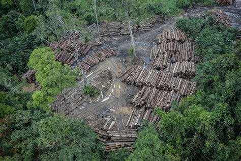 Desmatamento aumenta 14 na Amazônia maior taxa em 9 anos o eco