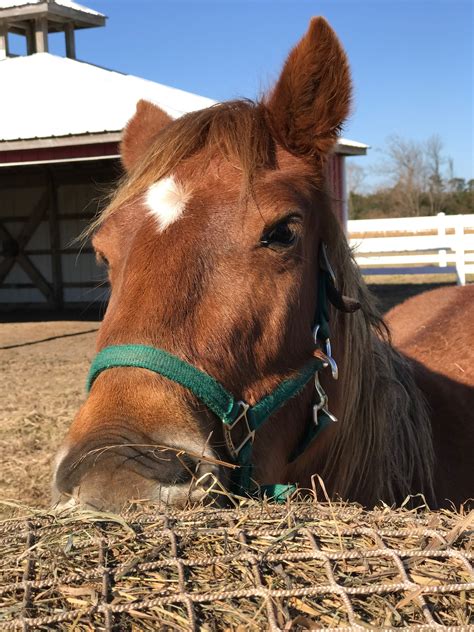 Hay For A Day | Corolla Wild Horses | Corolla Wild Horse Fund