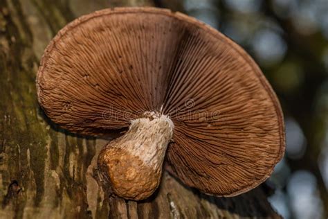 Brown Mushroom Growing on a Tree Showing Spores Stock Image - Image of ...