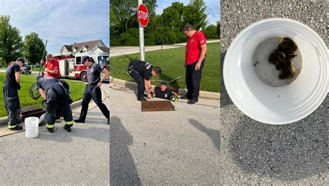 Franklin Firefighters Rescue 5 Ducklings From Sewer Fox6 Milwaukee