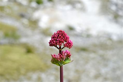 Flowers Mountain Alps Free Photo On Pixabay Pixabay