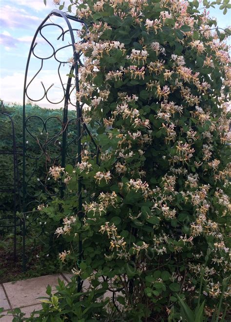 Плетистая жимолость каприфоль (54 фото)