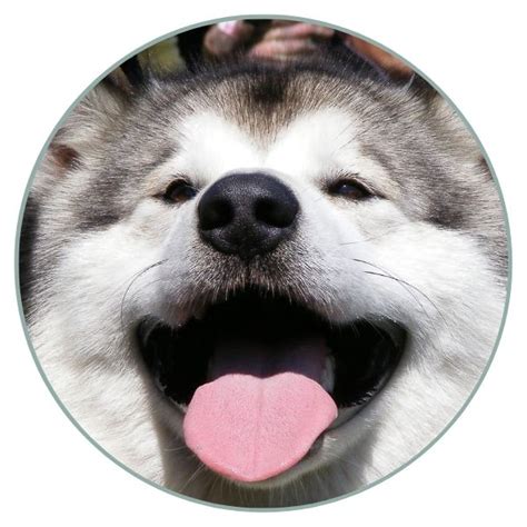 Alaskan Malamute Coat Colors | Coats and Colors