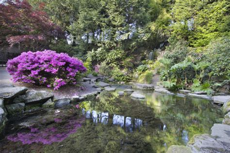 Winterharte Rhododendren Sorten Tipps