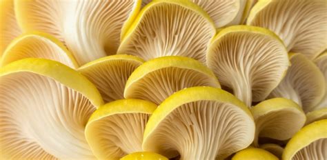 Growing Lions Mane Mushrooms The Ultimate Guide Grocycle