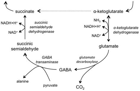 The Gaba Shunt Doi 10 1371 Journal Pone 0078368 G001 Download Scientific Diagram