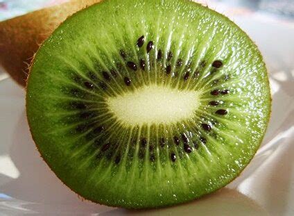 C Mo Cultivar Y Cuidar Un Rbol De Kiwis En Casa Consejos Pr Cticos