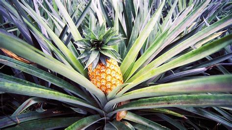 Pineapple allergy: Symptoms, treatment, and cross-reactivity