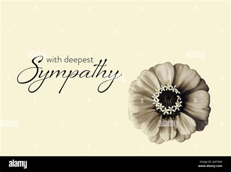 Sympathy Card With A Flower Illustration Stock Photo Alamy