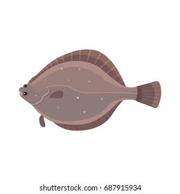 Flounder Fish Isolated Illustration Cartoon Fresh Stock Illustration ...