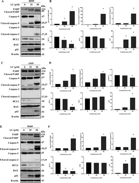 Western Blot Analysis Of Apoptosis Associated Proteins Cells Were